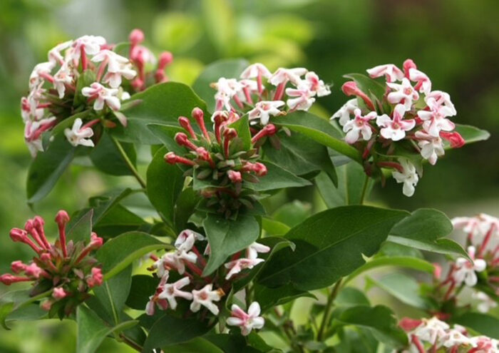 ‘Sweet Emotion’ abelia, photo courtesy of Kielian DeWitt