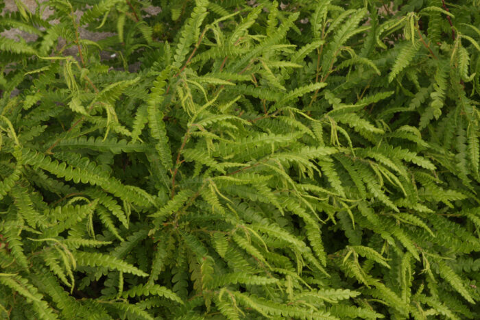 Sweetfern