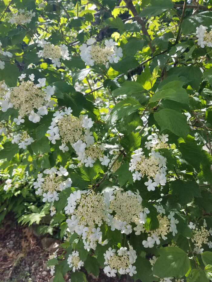 American cranberrybush viburnum