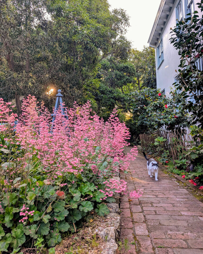 mass planting of pink flowers next to brick path