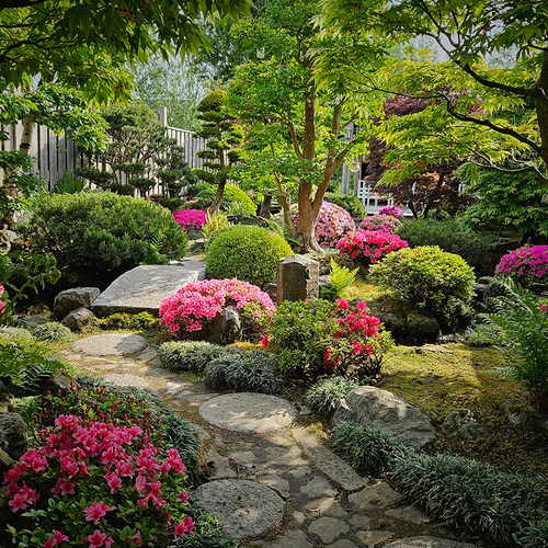 Japanese style garden with lots of pink flowers