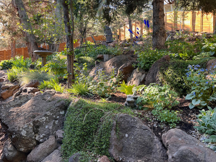 rock garden with new plants