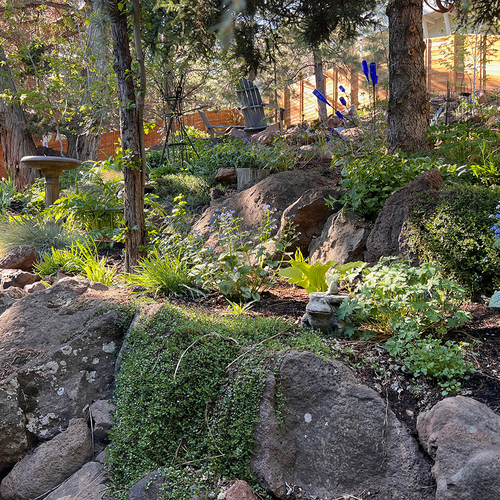 rock garden with new plants