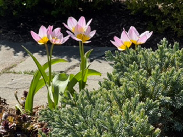 light pink tulips