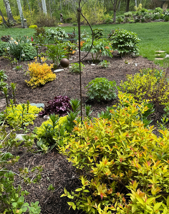bright chartreuse foliage plants in the garden