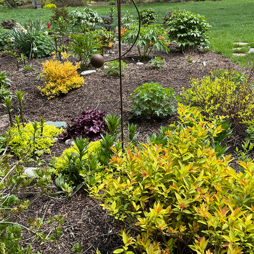 bright chartreuse foliage plants in the garden