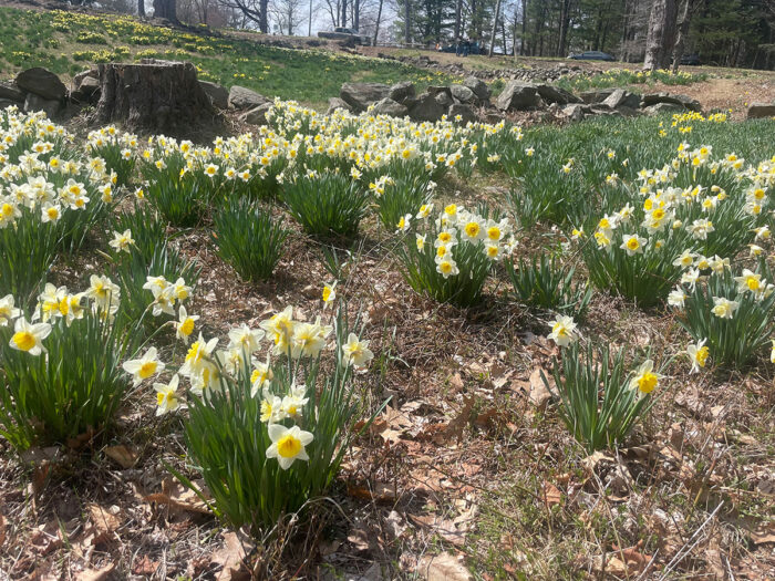 mass plantings of daffodils