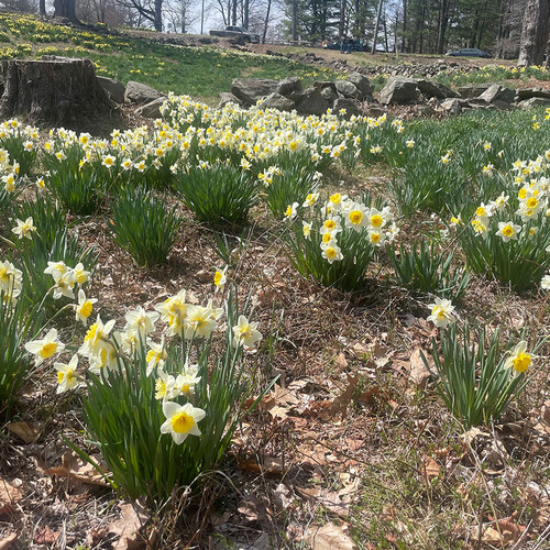 mass plantings of daffodils