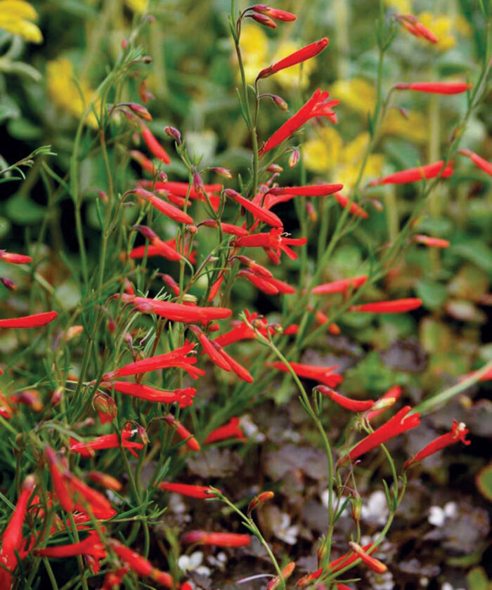bright red tubular penstemon flowers