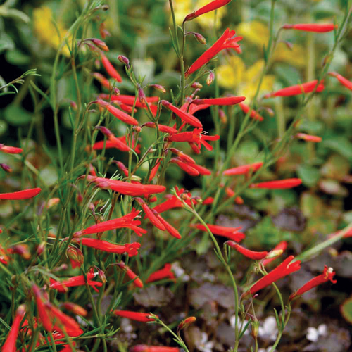 bright red tubular penstemon flowers