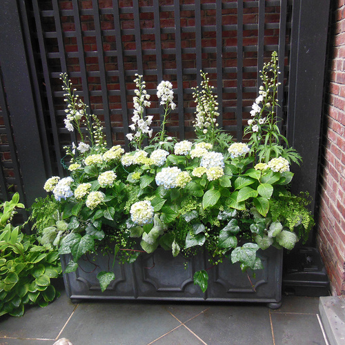 trough container with white flowers