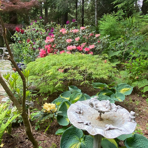 birdbath with flowering shrub behind