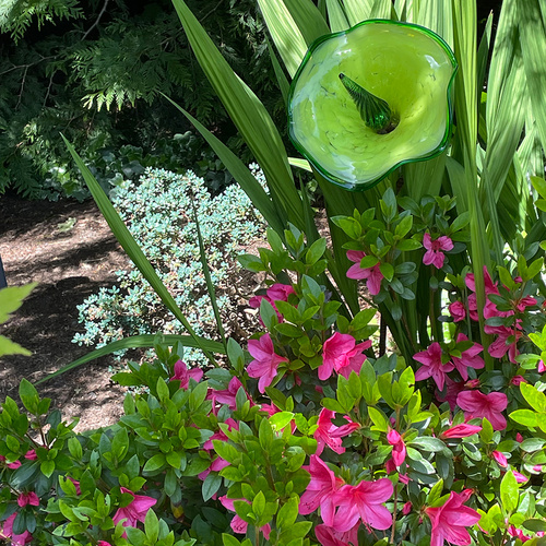 pink flowers with bright green foliage