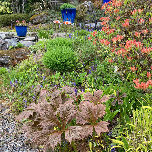 spring garden with red flowers and brown foliage