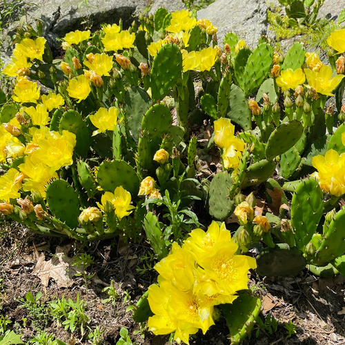 eastern prickly pear with yellow flowers