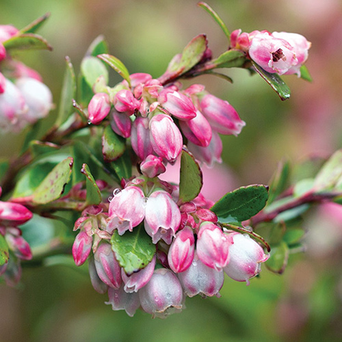 shrub with pink roses