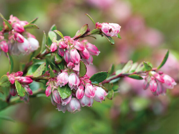 shrub with pink roses