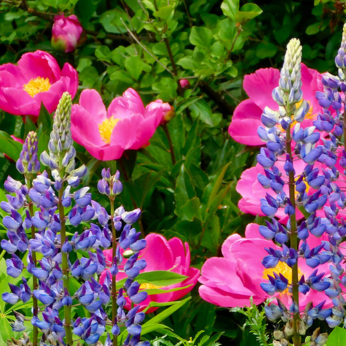 bright pink peonies behind purple lupine