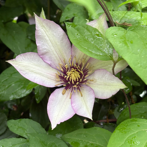 white clematis with purple edges
