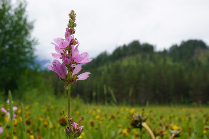 spire of pink flowers above wildflower meadow