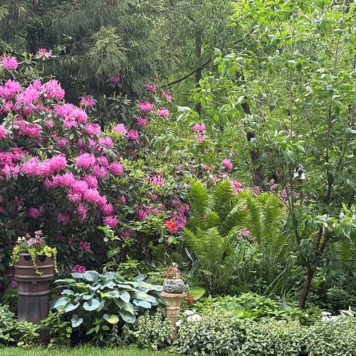 pink flowering shrub in woodland border garden