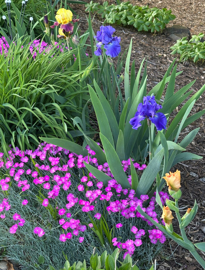 bright pink flowers under blue irises