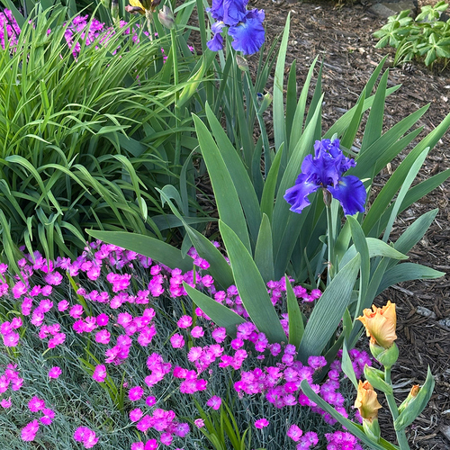 bright pink flowers under blue irises