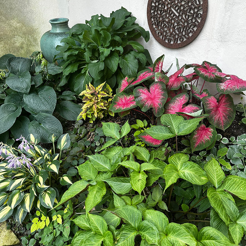 colorful foliage plants