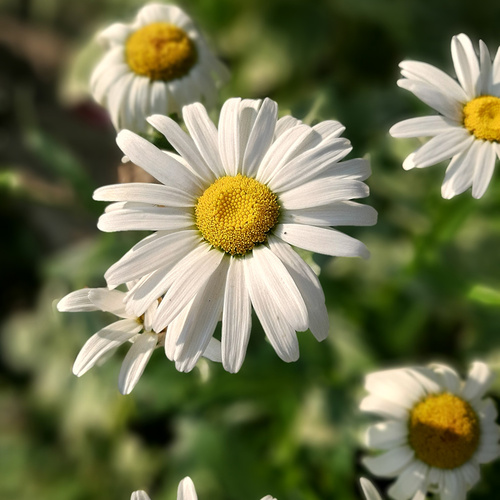 shasta daisies