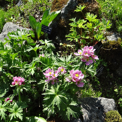 pink Anemone narcissiflora