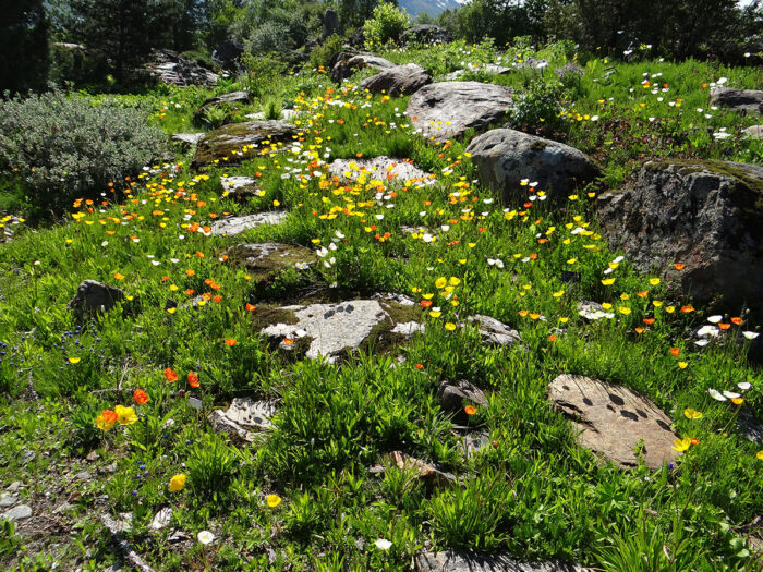 orange and yellow poppies in rock garden