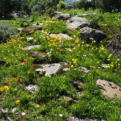orange and yellow poppies in rock garden