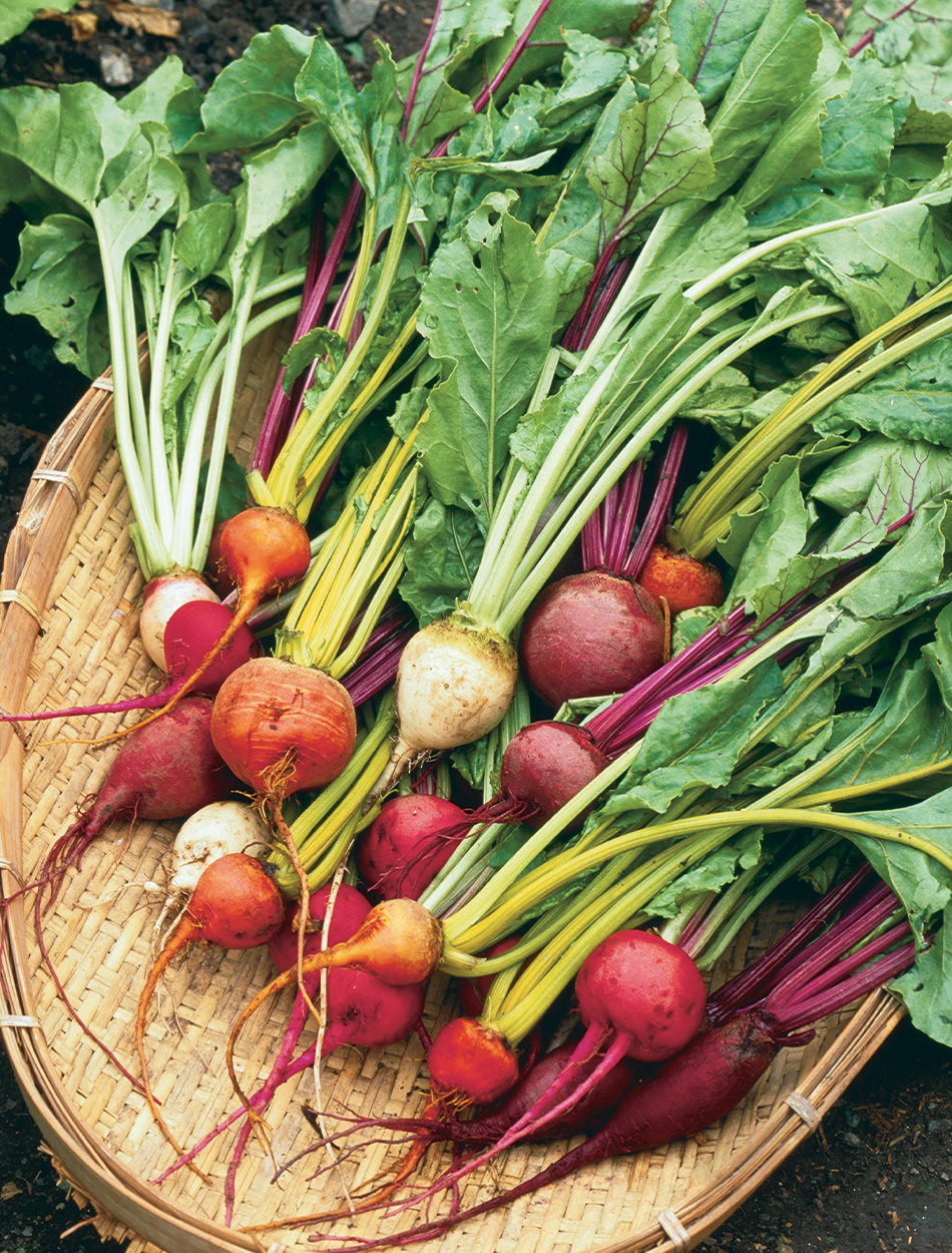 pile of different colored beets