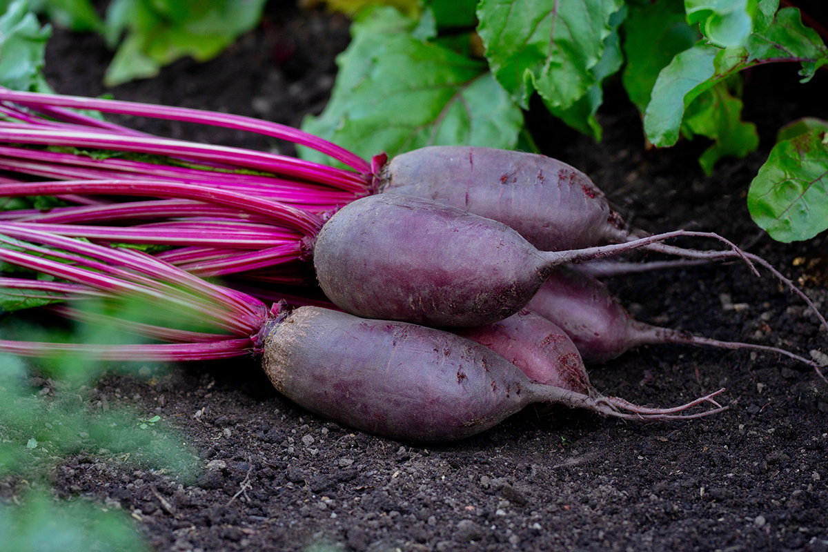Cylindra beets