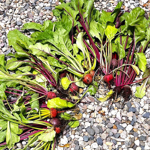 pile of beets