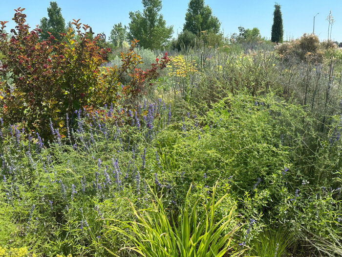 asparagus plant in perennial garden bed
