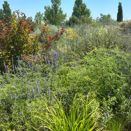 asparagus plant in perennial garden bed