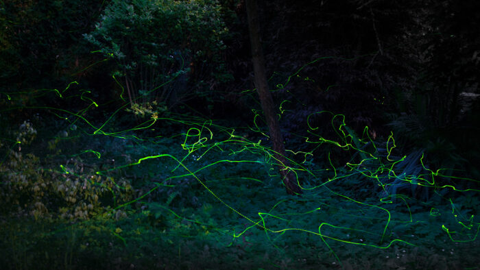 firefly flight patterns at night