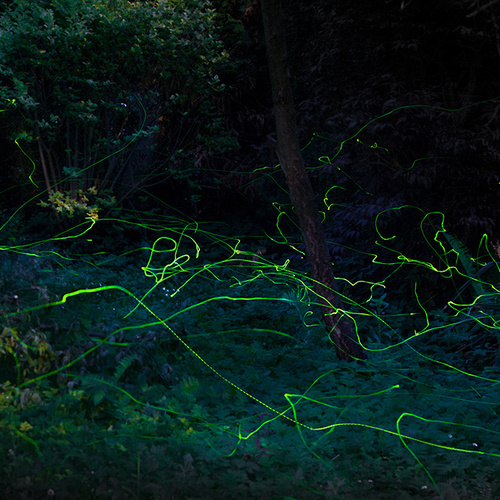 firefly flight patterns at night