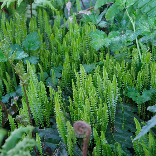 fern ground cover