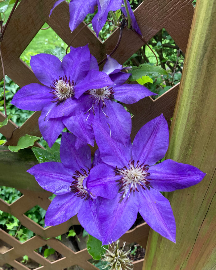 bright purple clematis flowers