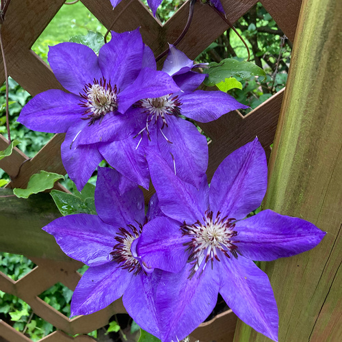 bright purple clematis flowers