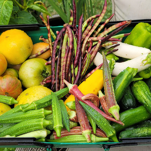 basket full of colorful vegetables