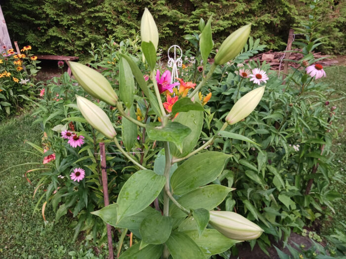 lily buds with other flowers behind