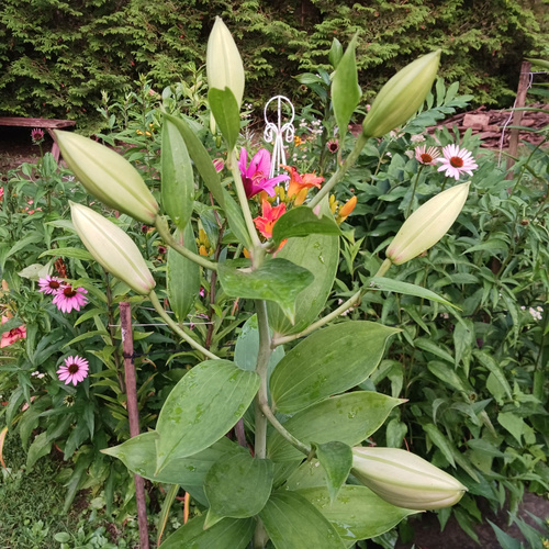 lily buds with other flowers behind