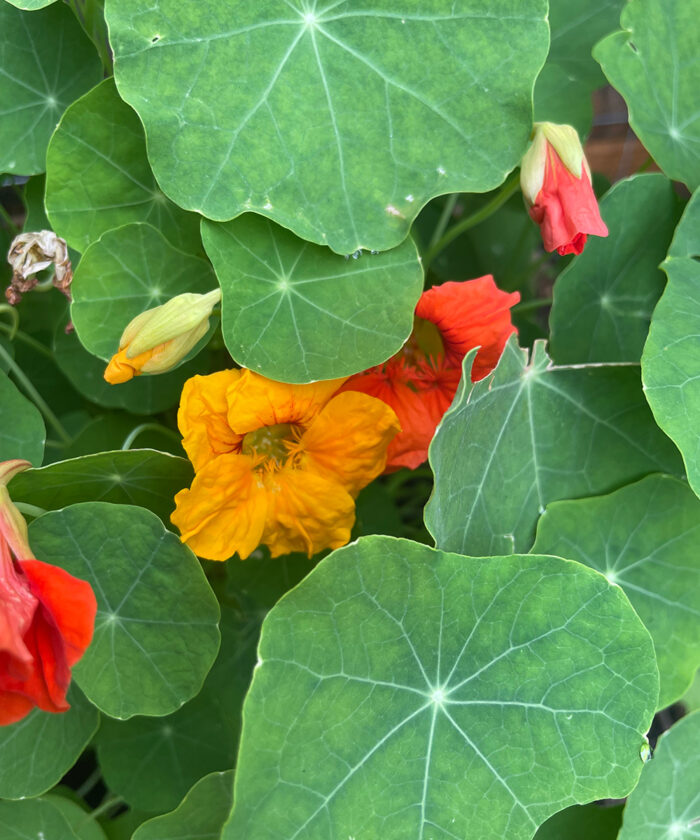 Nasturtium flowers and foliage