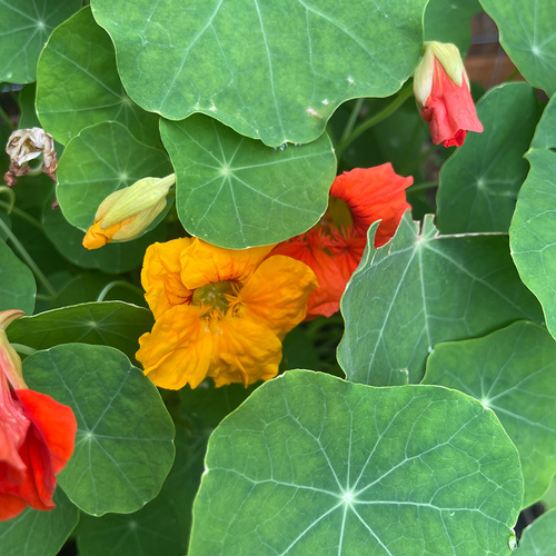 Nasturtium flowers and foliage