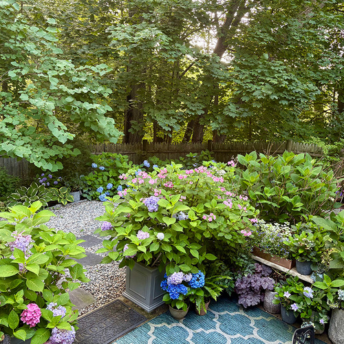 view of garden from back patio