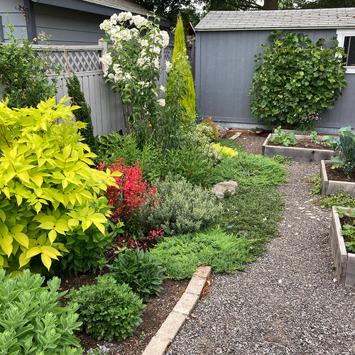 bright green foliage plant with flowers in background