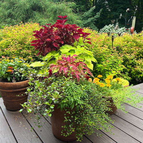 group of container plants with bright foliage and flowers